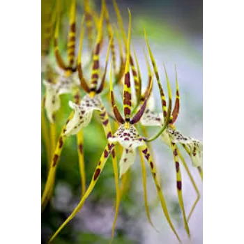 Attractive Orchids